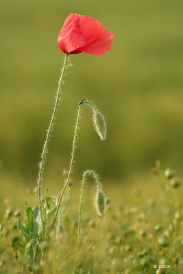 Coquelicot