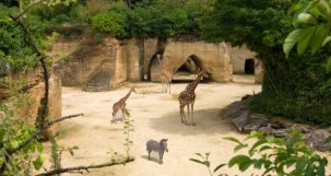 Zoo de Doué-la-Fontaine